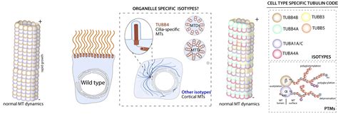 A Tale Of Tubulins How Different Tubulin Isotypes Are Essential To Centriole And Cilia