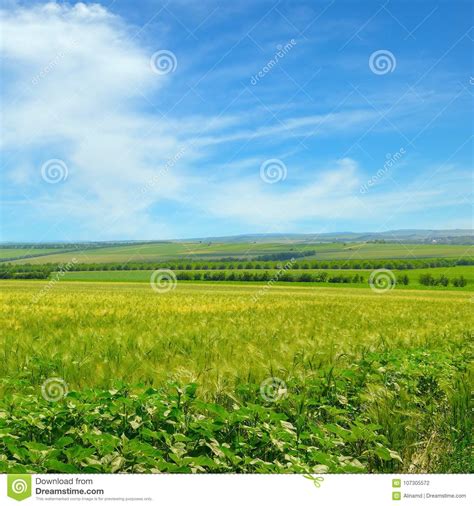 Campo De Trigo Y Cielo Azul Con Las Nubes Ligeras Foto De Archivo