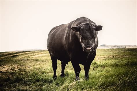 Large Black Angus Bull Close Up With Stern Expression On His Face