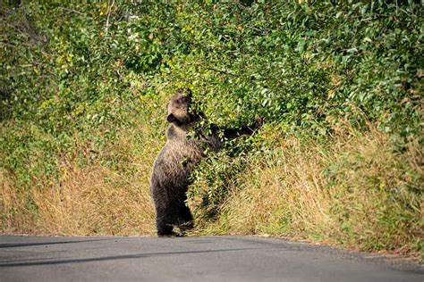 Road In Grand Teton National Park Wy Closed To Allow Bears To Get Fat