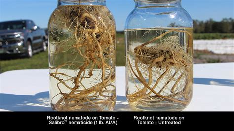 A New Nematicide Gives Growers Flexibility To Manage Damaging Nematodes