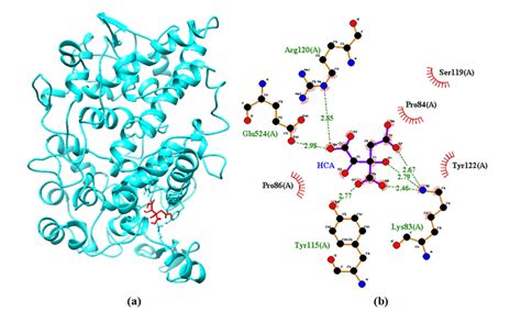 Docking Images Of Protein COX 2 And Ligand Hydroxycitric Acid A