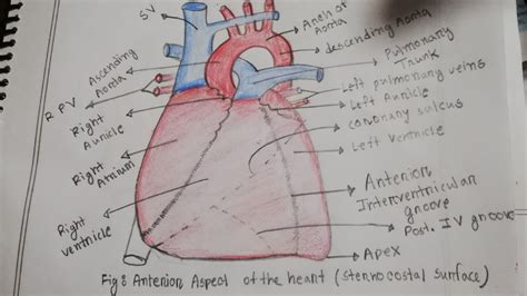 Easy Diagram Of Anterior Aspect Of The Heartsternocostal Surface Youtube