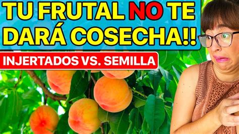 Cu Nto Tiempo Tardan En Dar Frutos Los Rboles Frutales Youtube