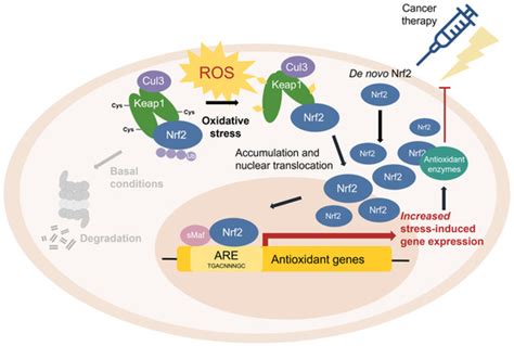 Antioxidants Free Full Text Nrf And Oxidative Stress A General