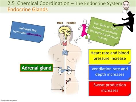 IGCSE Endocrine System