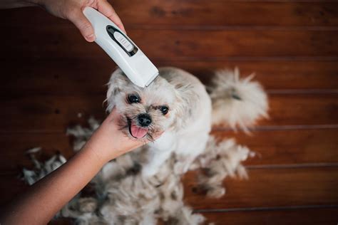 10 Best Dog Clippers in 2024 - Reviews & Top Picks – Dogster