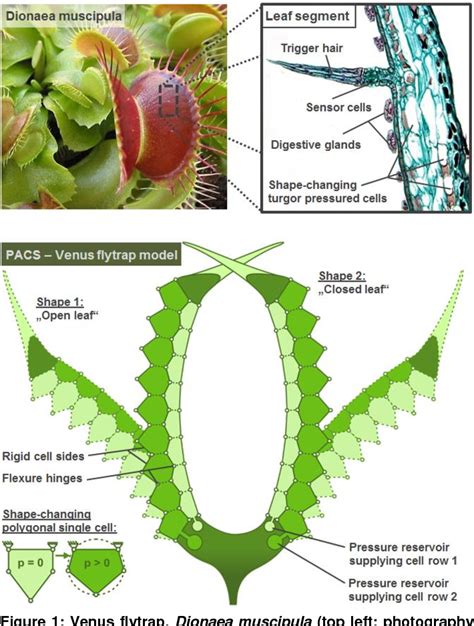 Pdf Holistic Design And Implementation Of Pressure Actuated Cellular