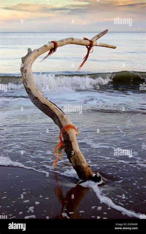 Nature Reserve, St Cyrus, Scotland Stock Photo - Alamy