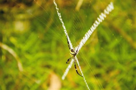 Premium Photo | Spider on a spider web in the forest