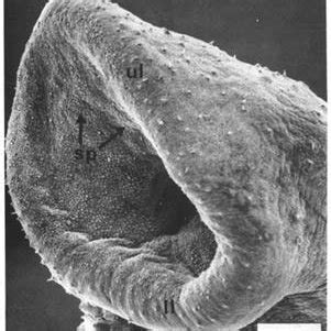 Adult Male And Female Of S Nasale Abbreviations Gc Gynaecophoric