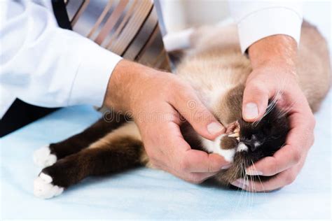 Vet Checks The Health Of A Cat Stock Photo Image Of Domestic