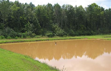 Prevention Treatments Clear Muddy Ponds Responsible Seafood Advocate