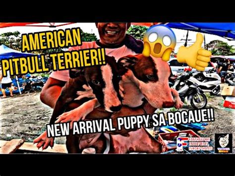 Bocaue Pet Market Update American Pitbull Terrier Sa Bocaue Merong