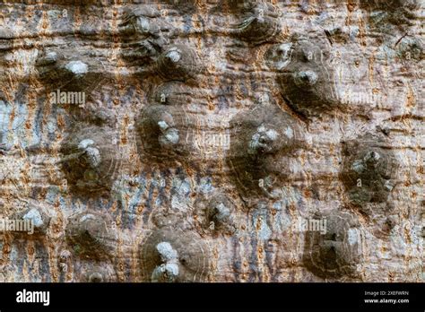 Closeup View Of Thorns On The Trunk Of Kapok Tree Red Silk Cotton Tree