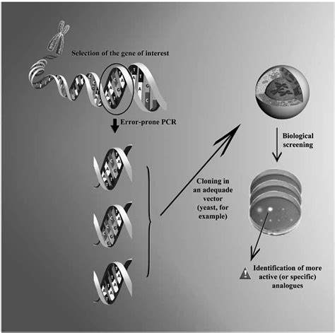 Schematic Workflow Of Directed Evolution By Error Prone PCR To Generate