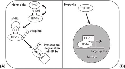 Regulation Of The Hypoxia Inducible Factor Hif Signalling