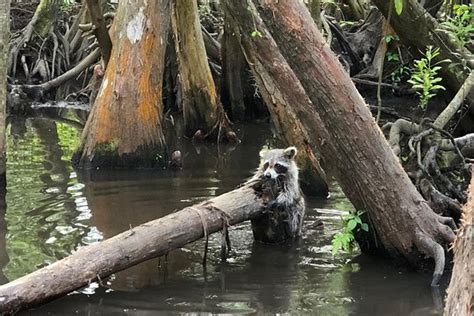 Tripadvisor Honey Island Swamp Tour Provided By Dr Wagners Honey