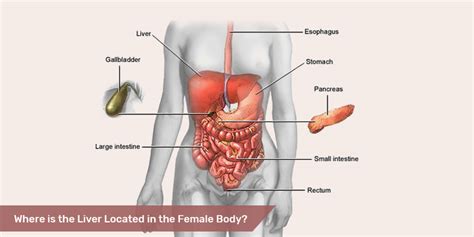 Human Liver Anatomy, Function, Location, Parts & Diseases