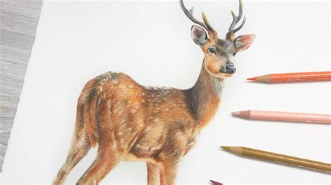 Drawings Of Deer In Color