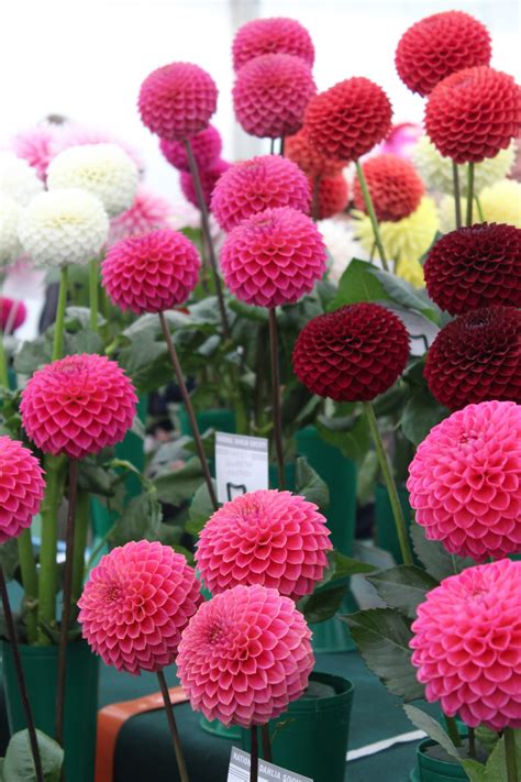 National Dahlia Society Annual Show 2018 Rhs Wisley Jack Wallington