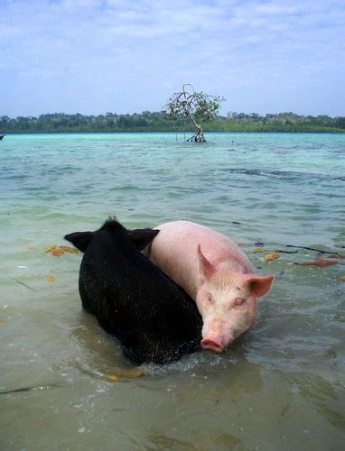 Sea Pig (Scotoplanes) | isn't it a wonder, how life came to be