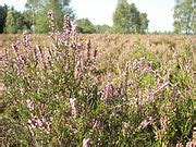 Lüneburger Heide Wikimedia Commons