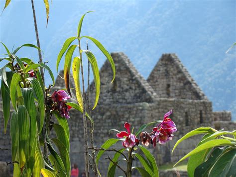 Plantas De PerúTodo Lo Que Deberías Saber