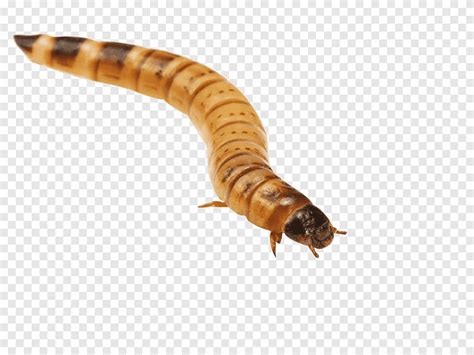 Superworm Reptile Mealworm Bait Baardagaam Dieren Geleedpotige Png