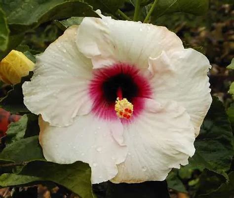 Hibiscus Madonna Free Freight Option