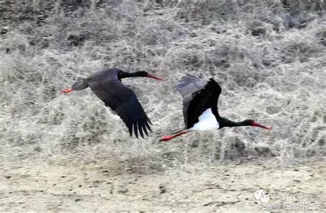 商州發現八隻「鳥中熊貓」黑鸛，全球僅有數千隻，請珍愛保護 每日頭條