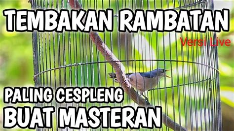 RAMBATAN PARUH MERAH GACOR TEMBAKAN RAPAT PALING CESPLENG BUAT MASTERAN