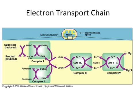 PPT - Electron Transport Chain (Respiratory Chain) PowerPoint ...