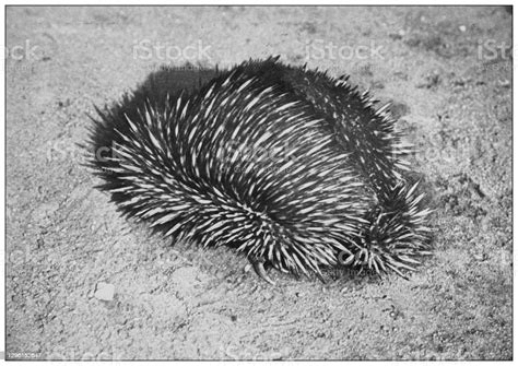 Foto Hewan Hitam Dan Putih Antik Echidna Ilustrasi Stok Unduh Gambar