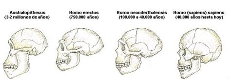 Hominizaci N Biolog A Y Geolog A