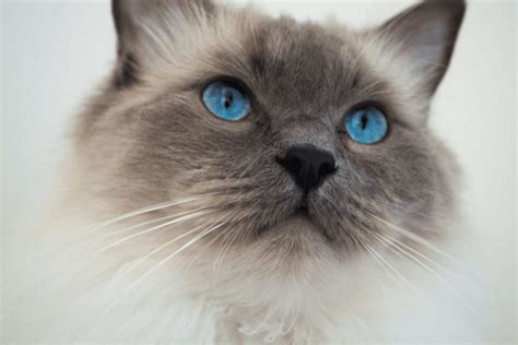 Everything you need to know about Blue Point Ragdoll Cats