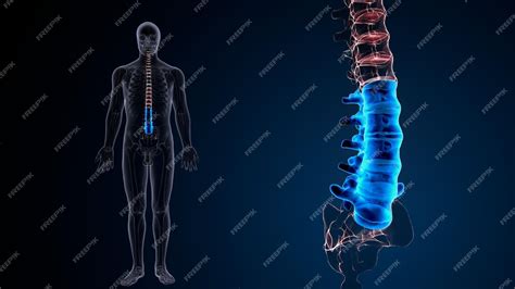 Premium Photo | Human skeleton spine anatomy 3d illustration