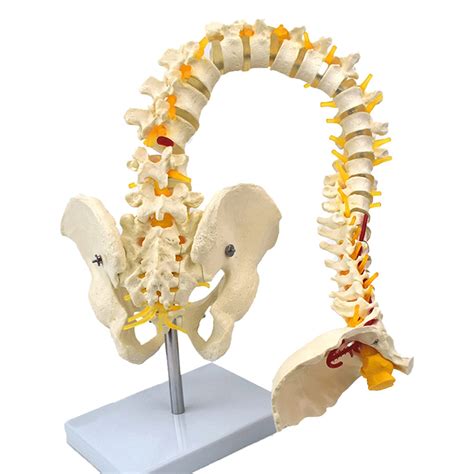 Buy Human Cervical Spine Model Vertebrae Nerves Arteries Lumbar