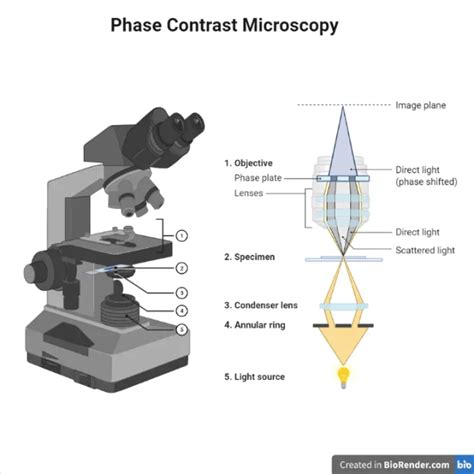 Phase Contrast Microscope: Principle, Types and Applications • Microbe Online