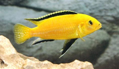 Electric Yellow Cichlid Breeding Pair 4-5" - TRiN's Tropical Fish