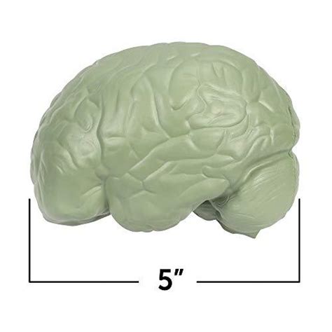 Color Coded 2 Piece Cross Section Brain Model Psych Outlet