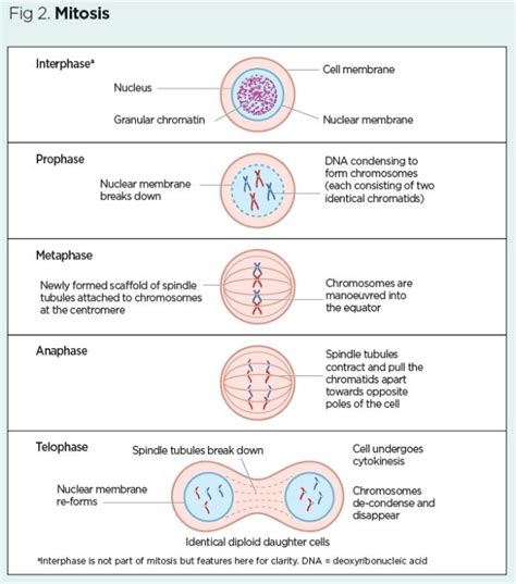 Chromosomes Number In Daughter Cells Mitosis