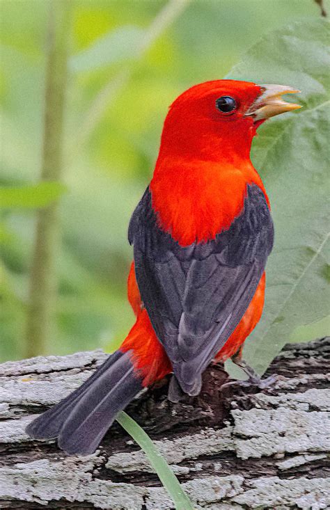 Scarlet Tanager (male) | BirdForum