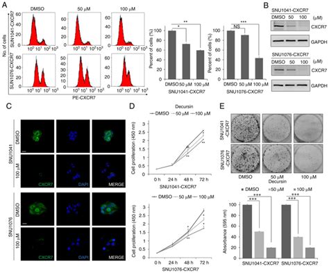 Decursin Inhibits Tumor Progression In Head And Neck Squamous Cell