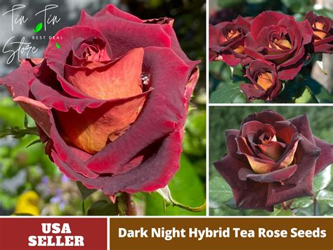 Rose Hybrid Seeds - Etsy