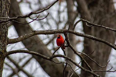 Northern Cardinal : r/pics