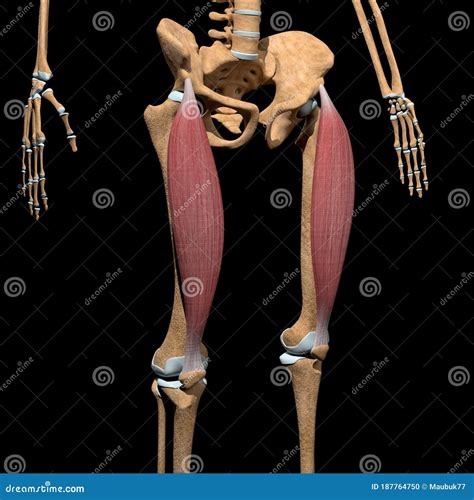 Human Rectus Femuris Muscles On Skeleton Stock Illustration