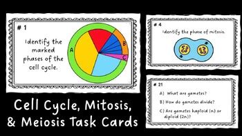 Cell Cycle Mitosis Meiosis Task Cards By Science By Mrs Brown