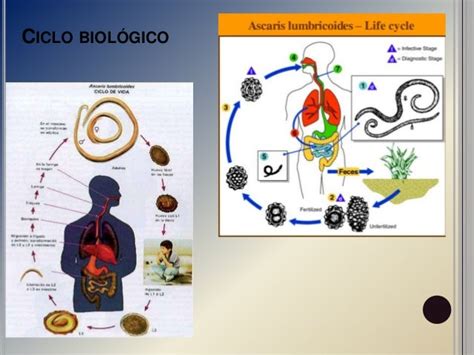 Ascaris Lumbricoides Life Cycle