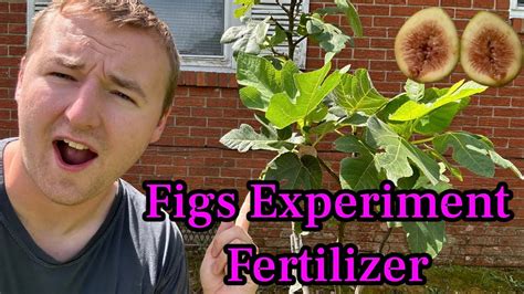 How To Fertilize Fig Trees Youtube